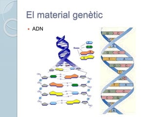 El material genètic
 ADN
 