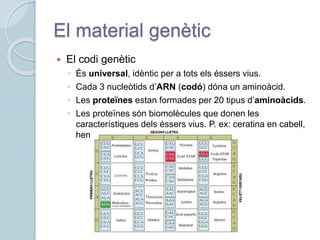 El material genètic
 El codi genètic
◦ És universal, idèntic per a tots els éssers vius.
◦ Cada 3 nucleòtids d’ARN (codó) dóna un aminoàcid.
◦ Les proteïnes estan formades per 20 tipus d’aminoàcids.
◦ Les proteïnes són biomolècules que donen les
característiques dels éssers vius. P. ex: ceratina en cabell,
hemoglobina en sang.
 