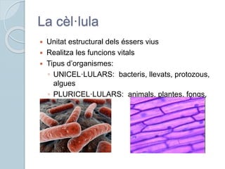 La cèl·lula
 Unitat estructural dels éssers vius
 Realitza les funcions vitals
 Tipus d’organismes:
◦ UNICEL·LULARS: bacteris, llevats, protozous,
algues
◦ PLURICEL·LULARS: animals, plantes, fongs,
algues
 