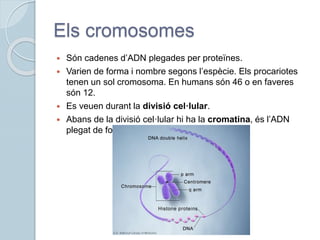 Els cromosomes
 Són cadenes d’ADN plegades per proteïnes.
 Varien de forma i nombre segons l’espècie. Els procariotes
tenen un sol cromosoma. En humans són 46 o en faveres
són 12.
 Es veuen durant la divisió cel·lular.
 Abans de la divisió cel·lular hi ha la cromatina, és l’ADN
plegat de forma diferent.
 