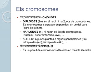 Els cromosomes
 CROMOSOMES HOMÒLEGS
◦ DIPLOIDES (2n); en el nucli hi ha 2 jocs de cromosomes.
Els cromosomes s’agrupen en parelles, un ve del pare i
l’altre de la mare.
◦ HAPLOIDES (n): hi ha un sol joc de cromosomes.
Protozou, espermatozoide, òvul, ...
◦ ALTRES: algunes plantes o algues són triploides (3n),
tetraploides (4n), hexaploides (6n), ...
 CROMOSOMES SEXUALS
◦ És un parell de cromosomes diferents en mascle i femella.
 
