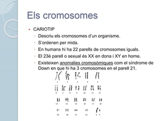 Els cromosomes
 CARIOTIP
◦ Descriu els cromosomes d’un organisme.
◦ S’ordenen per mida.
◦ En humans hi ha 22 parells de cromosomes iguals.
◦ El 23è parell o sexual és XX en dona i XY en home.
◦ Existeixen anomalies cromosòmiques com el síndrome de
Down en que hi ha 3 cromosomes en el parell 21.
 