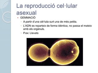 La reproducció cel·lular
asexual
 GEMMACIÓ
◦ A partir d’una cèl·lula surt una de més petita.
◦ L’ADN es reparteix de forma idèntica, no passa el mateix
amb els orgànuls.
◦ P.ex: Llevats
 