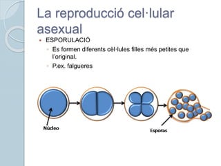 La reproducció cel·lular
asexual
 ESPORULACIÓ
◦ Es formen diferents cèl·lules filles més petites que
l’original.
◦ P.ex. falgueres
 