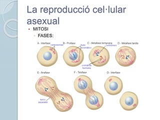 La reproducció cel·lular
asexual
 MITOSI
◦ FASES:
 