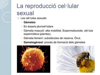 La reproducció cel·lular
sexual
 Les cèl·lules sexuals
◦ Gàmetes
◦ En éssers pluricel·lulars
◦ Gàmeta masculí: alta mobilitat. Espermatozoide, cèl·lula
espermàtica (plantes).
◦ Gàmeta femení: substàncies de reserva. Òvul.
◦ Gametogènesi: procés de formació dels gàmetes
 