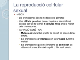 La reproducció cel·lular
sexual
 MEIOSI
◦ Els cromosomes són la meitat en els gàmetes
◦ Una cèl·lula germinal (mare) duplica el seu material
genètic per tal de formar 4 cèl·lules filles amb la meitat
dels cromosomes.
◦ VARIACIÓ GENÈTICA:
 Mutacions: durant el procés de divisió es poden donar
errors.
 Els cromosomes s’intercanvien informació durant la
meiosi.
 Els cromosomes paterns i materns es combinen de
diferents formes. Per això cap fill o filla serà idèntic.
 