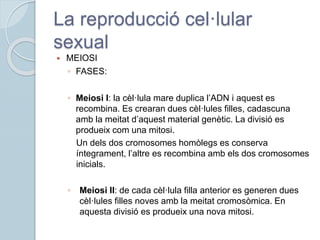 La reproducció cel·lular
sexual
 MEIOSI
◦ FASES:
◦ Meiosi I: la cèl·lula mare duplica l’ADN i aquest es
recombina. Es crearan dues cèl·lules filles, cadascuna
amb la meitat d’aquest material genètic. La divisió es
produeix com una mitosi.
Un dels dos cromosomes homòlegs es conserva
íntegrament, l’altre es recombina amb els dos cromosomes
inicials.
◦ Meiosi II: de cada cèl·lula filla anterior es generen dues
cèl·lules filles noves amb la meitat cromosòmica. En
aquesta divisió es produeix una nova mitosi.
 
