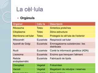 La cèl·lula
 Orgànuls
Orgànul Cèlu·la Descripció
Ribosoma Totes Sintetitza proteïnes
Citoplasma Totes Dóna estructura
Membrana cel·lular Totes Protegeix la cèl·lula de l’exterior
Mitocondri Eucariota Respiració cel·lular
Aparell de Golgi Eucariota Emmagatzema substàncies i les
distribueix
Nucli Eucariota Conté la informació genètica (ADN)
Lisosoma Eucariota Enzims que trenquen l’aliment
Reticle
endoplasmàtic
Eucariota Fabricació de lípids
Cloroplast Vegetal Fotosíntesi
Vacúol Vegetal Magatzem de rebutjos i reserves
 