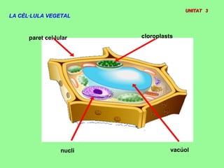 UNITAT 3UNITAT 3
LA CÈL·LULA VEGETAL
paret cel·lular cloroplasts
nucli vacúol
 