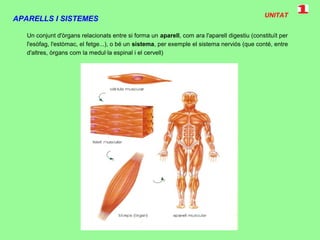 UNITAT
APARELLS I SISTEMES
Un conjunt d'òrgans relacionats entre si forma un aparell, com ara l'aparell digestiu (constituït per
l'esòfag, l'estòmac, el fetge...), o bé un sistema, per exemple el sistema nerviós (que conté, entre
d'altres, òrgans com la medul·la espinal i el cervell)
 