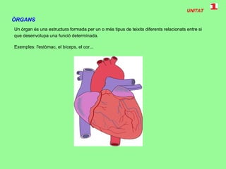 UNITAT
ÒRGANS
Un òrgan és una estructura formada per un o més tipus de teixits diferents relacionats entre si
que desenvolupa una funció determinada.
Exemples: l'estòmac, el bíceps, el cor...
 