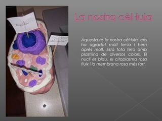 Aquesta és la nostra cèl·lula, ens 
ha agradat molt fer-la i hem 
après molt. Està tota feta amb 
plastilina de diversos colors. El 
nucli és blau, el citoplasma rosa 
fluix i la membrana rosa més fort. 
 