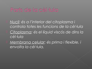  Nucli: és a l’interior del citoplasma i 
controla totes les funcions de la cèl·lula 
 Citoplasma: és el líquid viscós de dins la 
cèl·lula 
 Membrana celular: és prima i flexible, i 
envolta la cèl·lula. 
