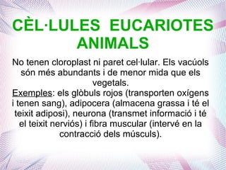 CÈL·LULES EUCARIOTES
ANIMALS
No tenen cloroplast ni paret cel·lular. Els vacúols
són més abundants i de menor mida que els
vegetals.
Exemples: els glòbuls rojos (transporten oxígens
i tenen sang), adipocera (almacena grassa i té el
teixit adiposi), neurona (transmet informació i té
el teixit nerviós) i fibra muscular (intervé en la
contracció dels músculs).
 