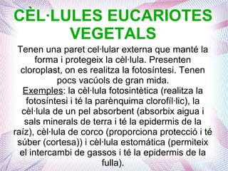 CÈL·LULES EUCARIOTES
VEGETALS
Tenen una paret cel·lular externa que manté la
forma i protegeix la cèl·lula. Presenten
cloroplast, on es realitza la fotosíntesi. Tenen
pocs vacúols de gran mida.
Exemples: la cèl·lula fotosintètica (realitza la
fotosíntesi i té la parènquima clorofíl·lic), la
cèl·lula de un pel absorbent (absorbix aigua i
sals minerals de terra i té la epidermis de la
raíz), cèl·lula de corco (proporciona protecció i té
súber (cortesa)) i cèl·lula estomática (permiteix
el intercambi de gassos i té la epidermis de la
fulla).
 