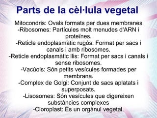 Parts de la cèl·lula vegetal
Mitocondris: Ovals formats per dues membranes
-Ribosomes: Partícules molt menudes d'ARN i
proteïnes.
-Reticle endoplasmàtic rugós: Format per sacs i
canals i amb ribosomes.
-Reticle endoplasmàtic llis: Format per sacs i canals i
sense ribosomes.
-Vacúols: Són petits vesícules formades per
membrana.
-Complex de Golgi: Conjunt de sacs aplatats i
superposats.
-Lisosomes: Són vesícules que digereixen
substàncies complexes
-Cloroplast: És un orgànul vegetal.
 