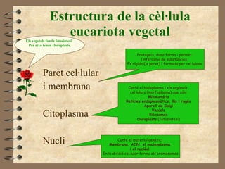 Estructura de la cèl·lula eucariota vegetal Paret cel·lular  i membrana Citoplasma Nucli Protegeix, dona forma i permet  l’intercanvi de substàncies.  És rígida (la paret) i formada per cel·lulosa. Conté el hialoplasma i els orgànols  cel·lulars (morfoplasma) que són: Mitocondris Reticles endoplasmàtics, llis i rugós Aparell de Golgi Vacúols Ribosomes Cloroplasts  (fotosíntesi) Conté el material genètic:  Membrana, ADN, el nucleoplasma  i el nuclèol .  En la divisió cel.lular forma els cromosomes Els vegetals fan la fotosíntesi.  Per això tenen cloroplasts. 