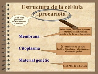 Estructura de la cèl·lula procariota Membrana  Citoplasma Material genètic Dóna forma, protegeix i permet  l’intercanvi de substàncies.  A més hi ha la paret bacteriana. És l’interior de la cèl·lula.  Conté el hialoplasma, els ribosomes  i el material genètic. És el ADN de la bactèria Les cèl·lules  procariotes  són molt senzilles  i primitives. 