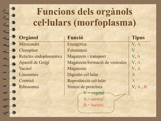 Funcions dels orgànols cel·lulars (morfoplasma) Orgànol Funció Tipus Mitocondri Energètica V ,  A Cloroplast Fotosíntesi V Reticles endoplasmàtics Magatzem i transport V ,  A Aparell de Golgi Magatzem/formació de vesícules V ,  A Vacúol Magatzem V ,  A Lisosomes Digestió cel·lular A Centriol Reproducció cel·lular A Ribosomes Síntesi de proteïnes V ,  A  ,  B V = vegetal A = animal B = bacteri 