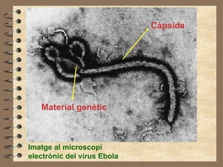 Imatge al microscopi electrònic del virus Ebola Càpsida Material genètic 