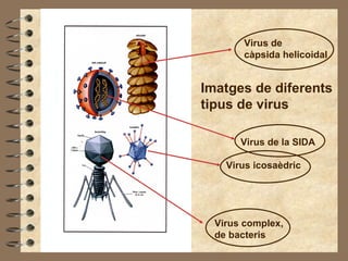 Imatges de diferents tipus de virus Virus complex,  de bacteris Virus icosaèdric Virus de la SIDA Virus de  càpsida helicoidal 