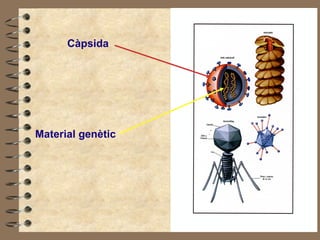 Càpsida Material genètic 