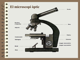 El microscopi òptic 