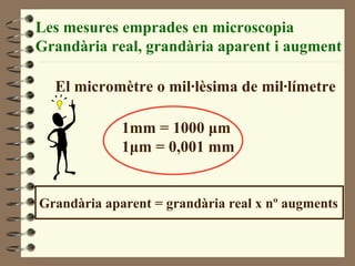 Les mesures emprades en microscopia Grandària real, grandària aparent i augment El micromètre o mil·lèsima de mil·límetre 1mm = 1000 μm 1μm = 0,001 mm Grandària aparent = grandària real x nº augments 