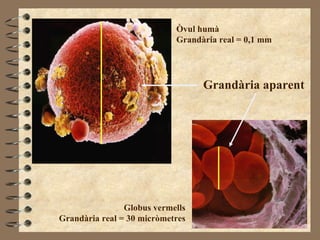 Grandària aparent Òvul humà Grandària real = 0,1 mm Globus vermells Grandària real = 30 micròmetres 