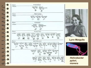 Lynn Margulis Helicobacter pylori , monera 