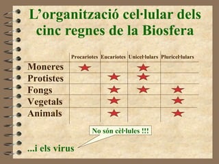 L’organització cel·lular dels cinc regnes de la Biosfera Procariotes  Eucariotes  Unicel·lulars  Pluricel·lulars Moneres Protistes Fongs Vegetals Animals ...i els virus No són cèl·lules !!! 