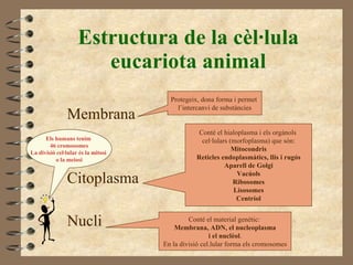 Estructura de la cèl·lula eucariota animal Membrana Citoplasma Nucli Protegeix, dona forma i permet  l’intercanvi de substàncies Conté el hialoplasma i els orgànols  cel·lulars (morfoplasma) que són: Mitocondris Reticles endoplasmàtics, llis i rugós Aparell de Golgi Vacúols Ribosomes Lisosomes Centríol Conté el material genètic:  Membrana, ADN, el nucleoplasma i el nuclèol .  En la divisió cel.lular forma els cromosomes Els humans tenim  46 cromosomes La divisió cel·lular és la mitosi  o la meiosi 