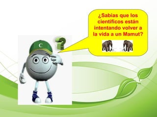 ¿Sabias que los científicos están intentando volver a la vida a un Mamut? C 