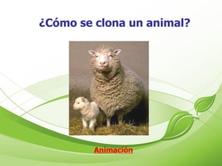 ¿Cómo se clona un animal? Animación 