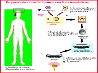 Plantas.Común en organismos.Unicelulares Como 