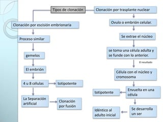 Tipos de clonaciónClonación por trasplante nuclearOvulo o embrión celular.Clonación por escisión embrionariaSe extrae el núcleoProceso similarse toma una célula adulta y se funde con lo anterior.gemelosEl resultadoEl embriónCélula con el núcleo y cromosomatotipotente4 u 8 células Envuelta en una célulatotipotenteLa Separación artificialClonación por fusión Se desarrolla un ser Idéntico al adulto inicial