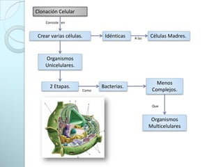 Clonación Celular Consiste   enCrear varias células.Idénticas Células Madres.A las Organismos Unicelulares.Menos Complejos.Bacterias.2 Etapas.ComoQue Organismos Multicelulares