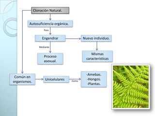 Clonación Natural.Autosuficiencia orgánica.Para EngendrarNuevo individuo.Mediante Mismas características Proceso asexual.Amebas.