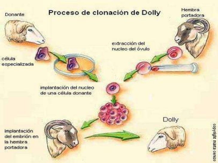 La clonación.