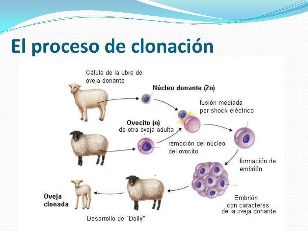 La clonación