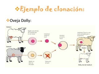 Ejemplo de clonación:
Oveja Dolly:
 