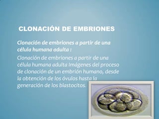 CLONACIÓN DE EMBRIONES

Clonación de embriones a partir de una
célula humana adulta :
Clonación de embriones a partir de una
célula humana adulta Imágenes del proceso
de clonación de un embrión humano, desde
la obtención de los óvulos hasta la
generación de los blastocitos.
 