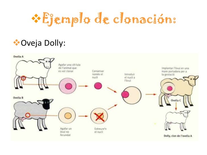 La clonación...