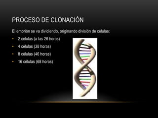 PROCESO DE CLONACIÓN
El embrión se va dividiendo, originando división de células:
• 2 células (a las 26 horas)
• 4 células (38 horas)
• 8 células (46 horas)
• 16 células (68 horas)
 