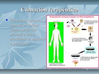 Clonación terapéuticaClonación terapéutica
 Tiene fines curativos, yTiene fines curativos, y
consiste en obtenerconsiste en obtener
células madre delcélulas madre del
paciente a tratar,paciente a tratar,
atendiendo al siguienteatendiendo al siguiente
experimento:experimento:
 