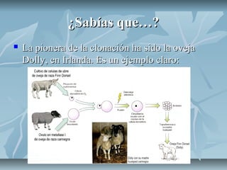 ¿Sabías que…?¿Sabías que…?
 La pionera de la clonación ha sido la ovejaLa pionera de la clonación ha sido la oveja
Dolly, en Irlanda. Es un ejemplo claro:Dolly, en Irlanda. Es un ejemplo claro:
 