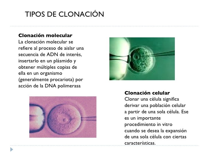 La ClonacióN De Individuos