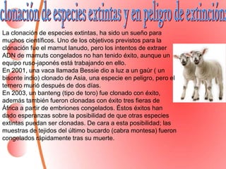 La clonación de especies extintas, ha sido un sueño para
muchos científicos. Uno de los objetivos previstos para la
clonación fue el mamut lanudo, pero los intentos de extraer
ADN de mamuts congelados no han tenido éxito, aunque un
equipo ruso-japonés está trabajando en ello.
En 2001, una vaca llamada Bessie dio a luz a un gaùr ( un
bisonte indio) clonado de Asia, una especie en peligro, pero el
ternero murió después de dos días.
En 2003, un banteng (tipo de toro) fue clonado con éxito,
además también fueron clonadas con éxito tres fieras de
África a partir de embriones congelados. Éstos éxitos han
dado esperanzas sobre la posibilidad de que otras especies
extintas puedan ser clonadas. De cara a esta posibilidad; las
muestras de tejidos del último bucardo (cabra montesa) fueron
congelados rápidamente tras su muerte.
 