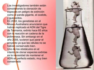 Los investigadores también están
considerando la clonación de
especies en peligro de extinción
como el panda gigante, el ocelote,
y guepardos.
En 2002, los genetistas en el
Museo Australiano anunciaron que
habían replicado el ADN del Tigre
de Tasmania, extinto hace 65 años
con la reacción en cadena de la
polimerasa. Sin embargo en el
año 2005, tuvieron que parar el
proyecto ya que las células no se
habían conservado bien.
Uno de los obstáculos en el
intento de clonar especies extintas
es la necesidad de mantener el
ADN en perfecto estado, muy bien
conservado
 